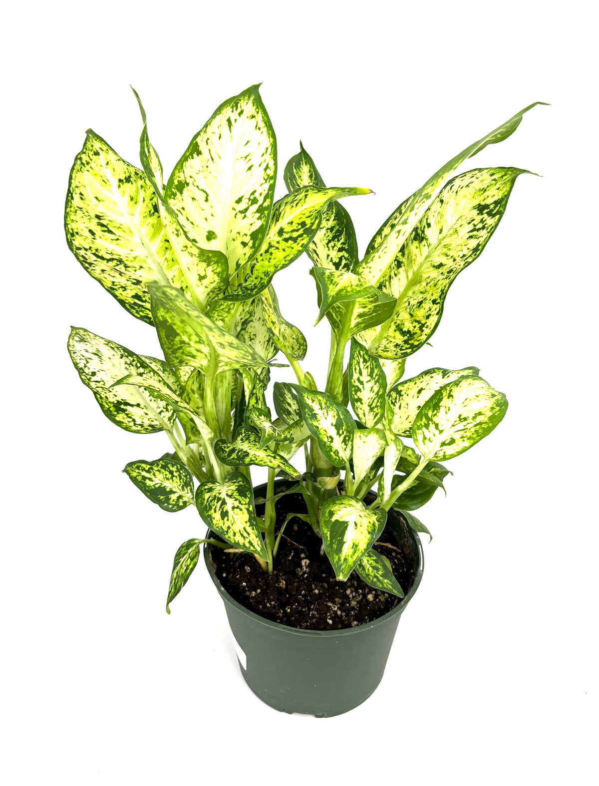 Dieffenbachia Amy, 6-Inch Pot