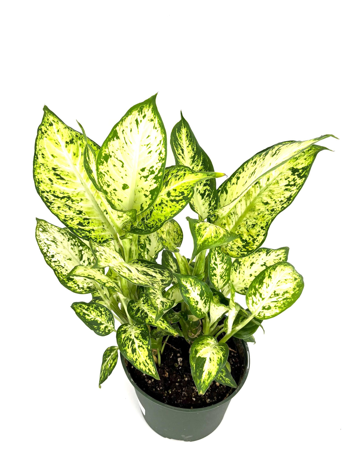 Dieffenbachia Amy, 6-Inch Pot