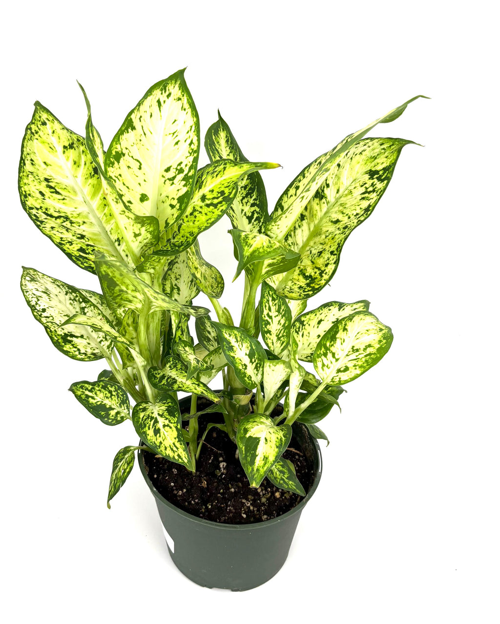 Dieffenbachia Amy, 6-Inch Pot