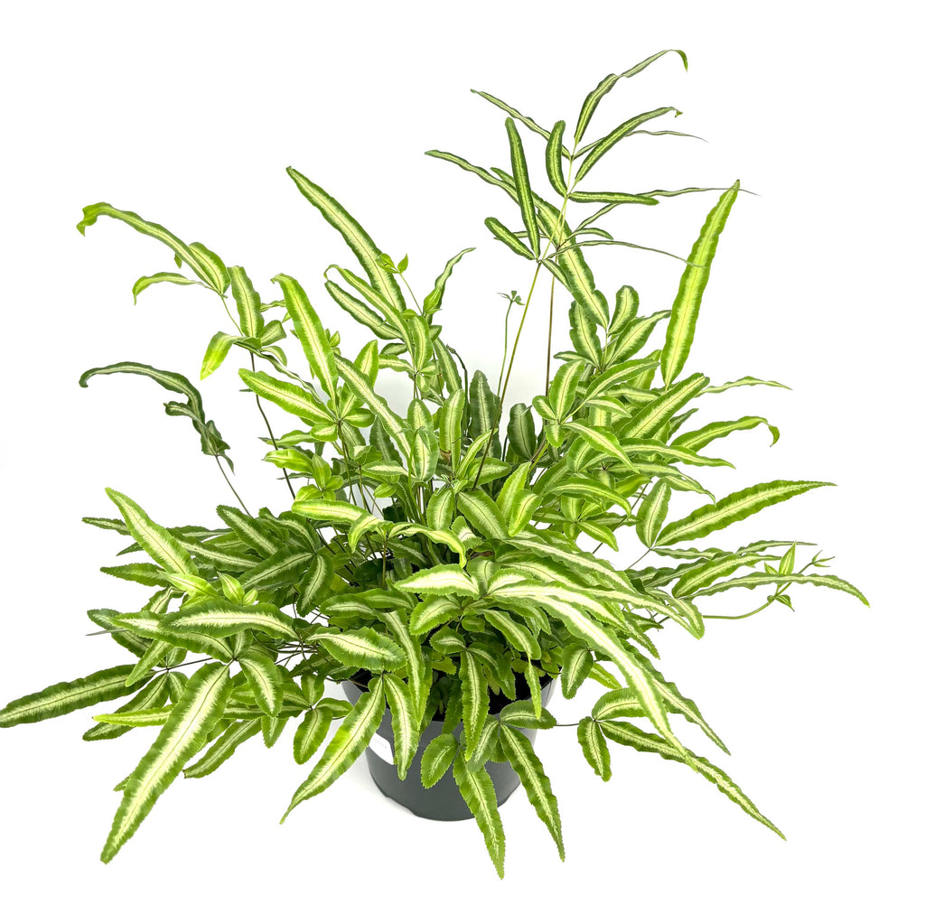Pteris Albo Variegated Fern, 6-Inch Pot