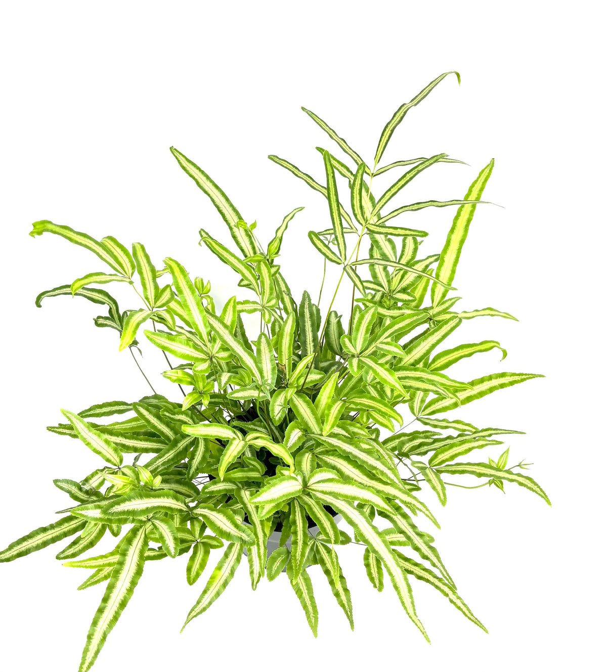 Pteris Albo Variegated Fern, 6-Inch Pot