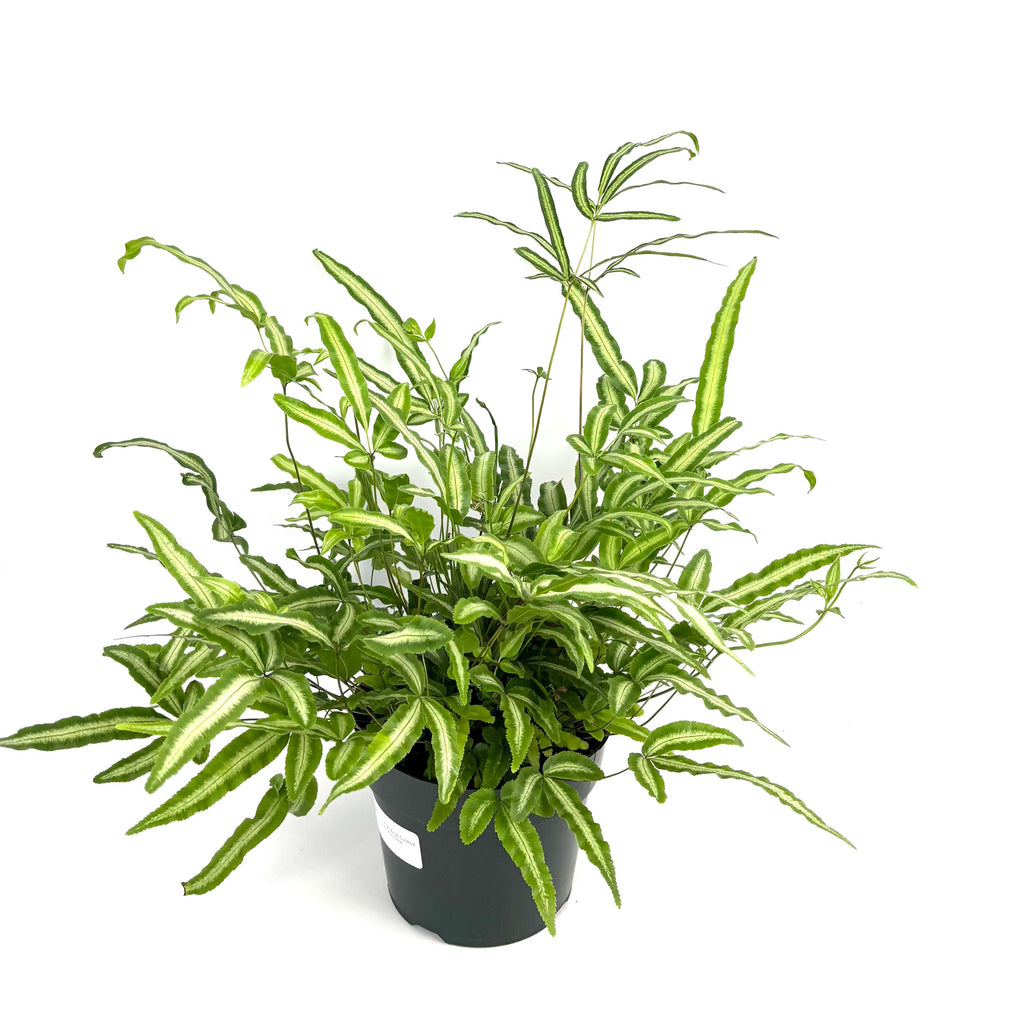 Pteris Albo Variegated Fern, 6-Inch Pot