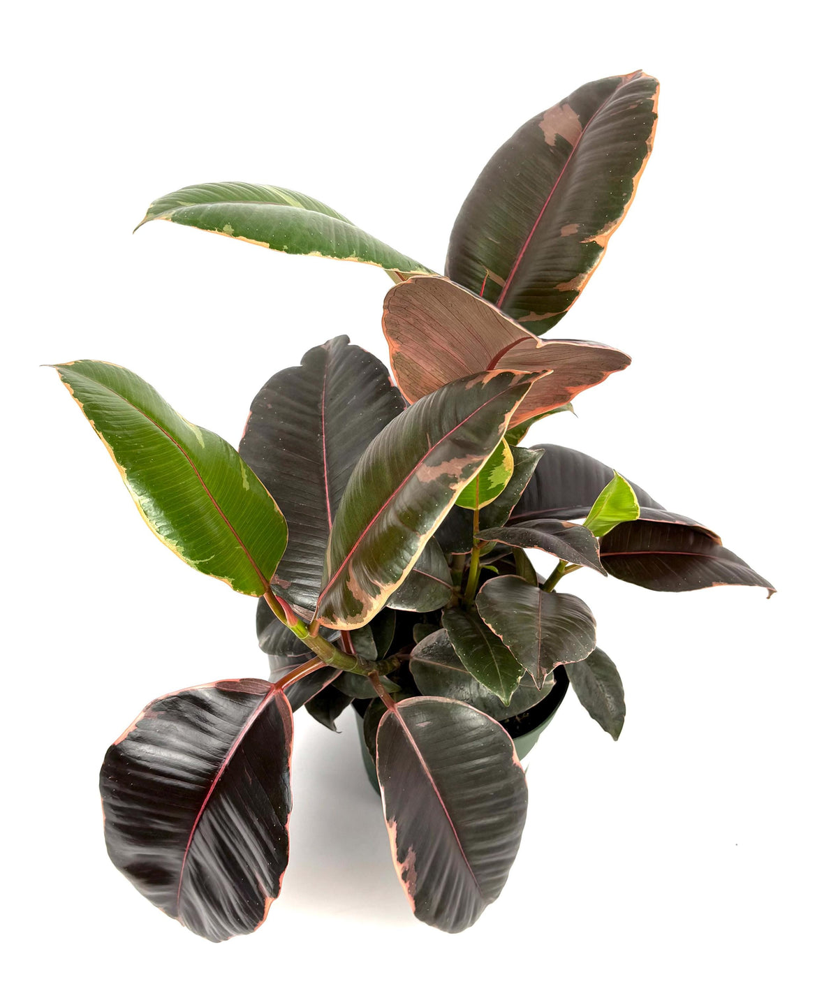 Ficus Decora Ruby, 6-Inch Pot