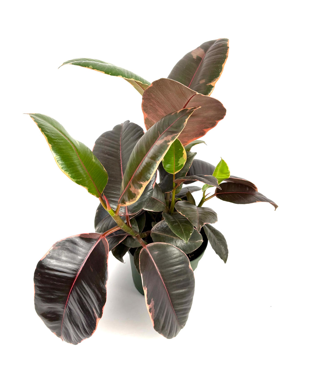 Ficus Decora Ruby, 6-Inch Pot