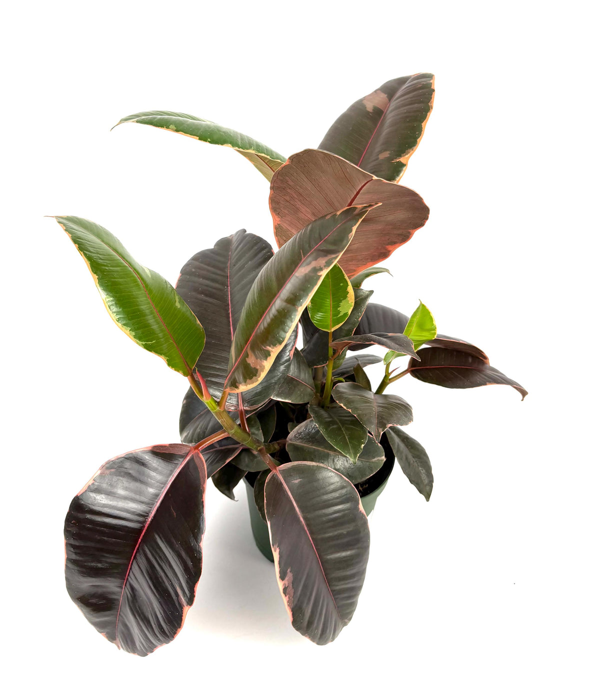 Ficus Decora Ruby, 6-Inch Pot