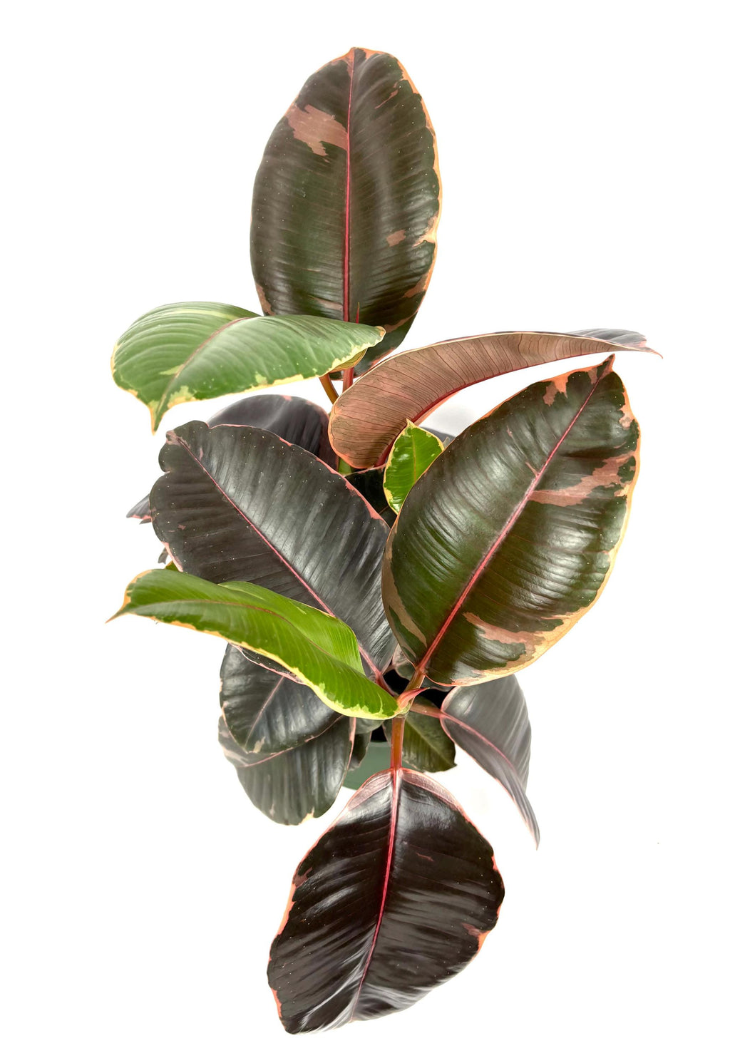 Ficus Decora Ruby, 6-Inch Pot