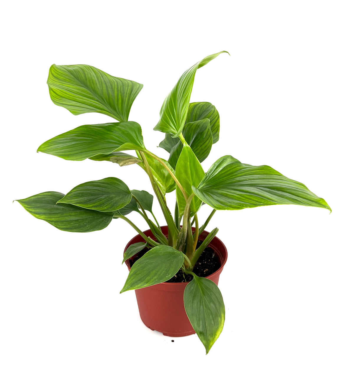 Homalomena Queen of Hearts, 6-Inch Pot