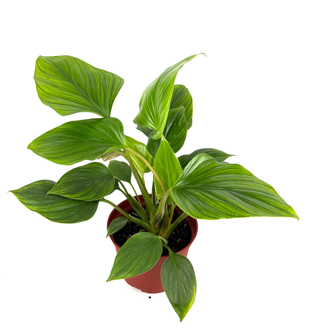 Homalomena Queen of Hearts, 6-Inch Pot