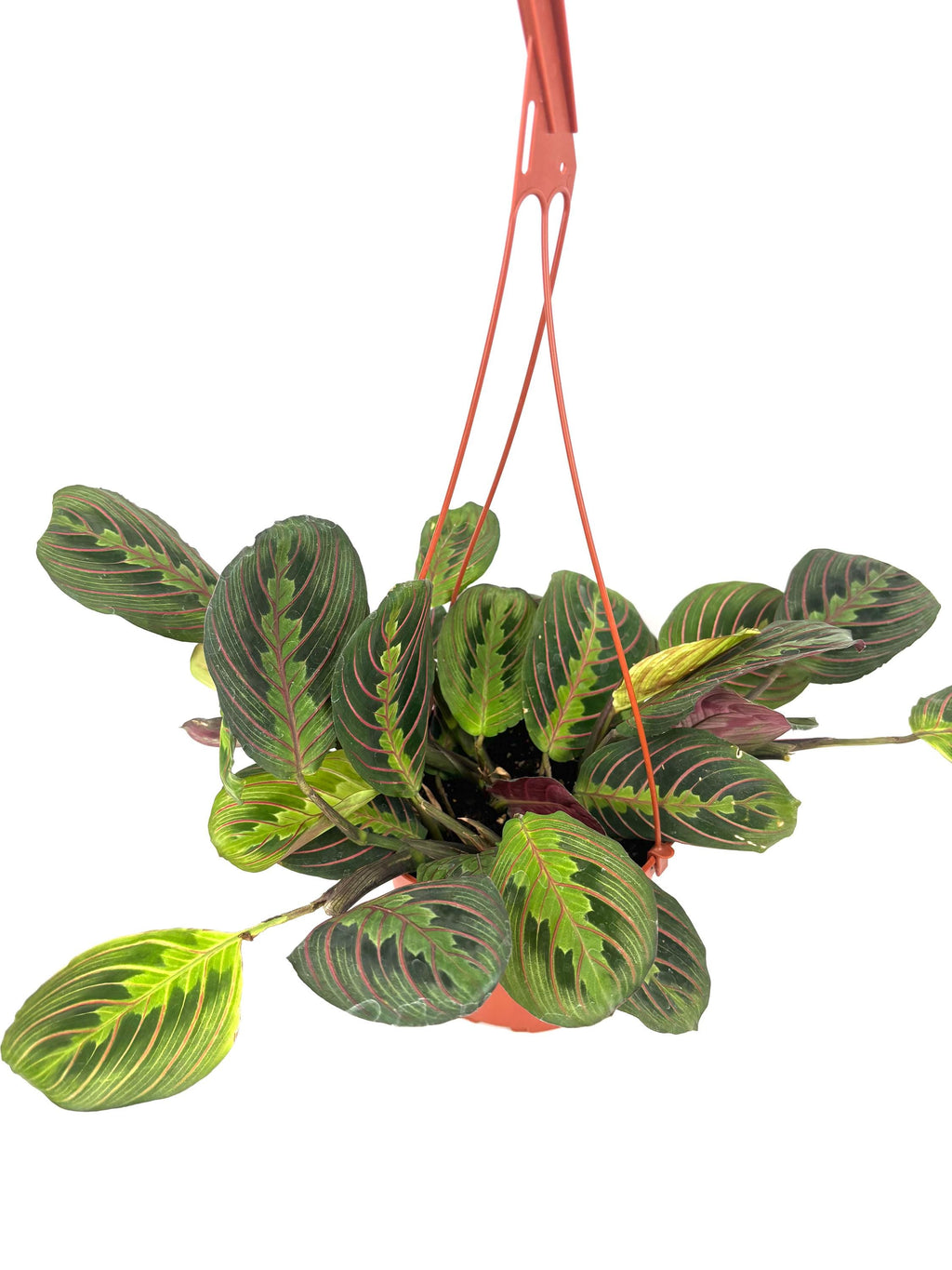 Red Prayer Plant Maranta, 6-Inch Hanging Pot