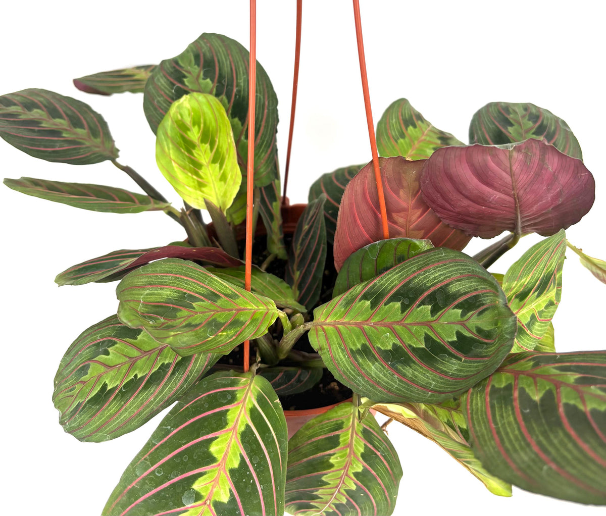 Red Prayer Plant Maranta, 6-Inch Hanging Pot