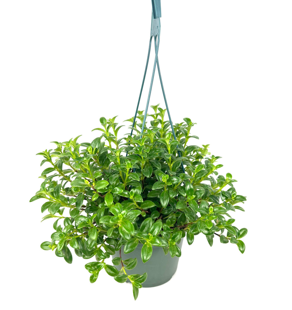 Nematanthus Candy Corn, 6-Inch Hanging Pot