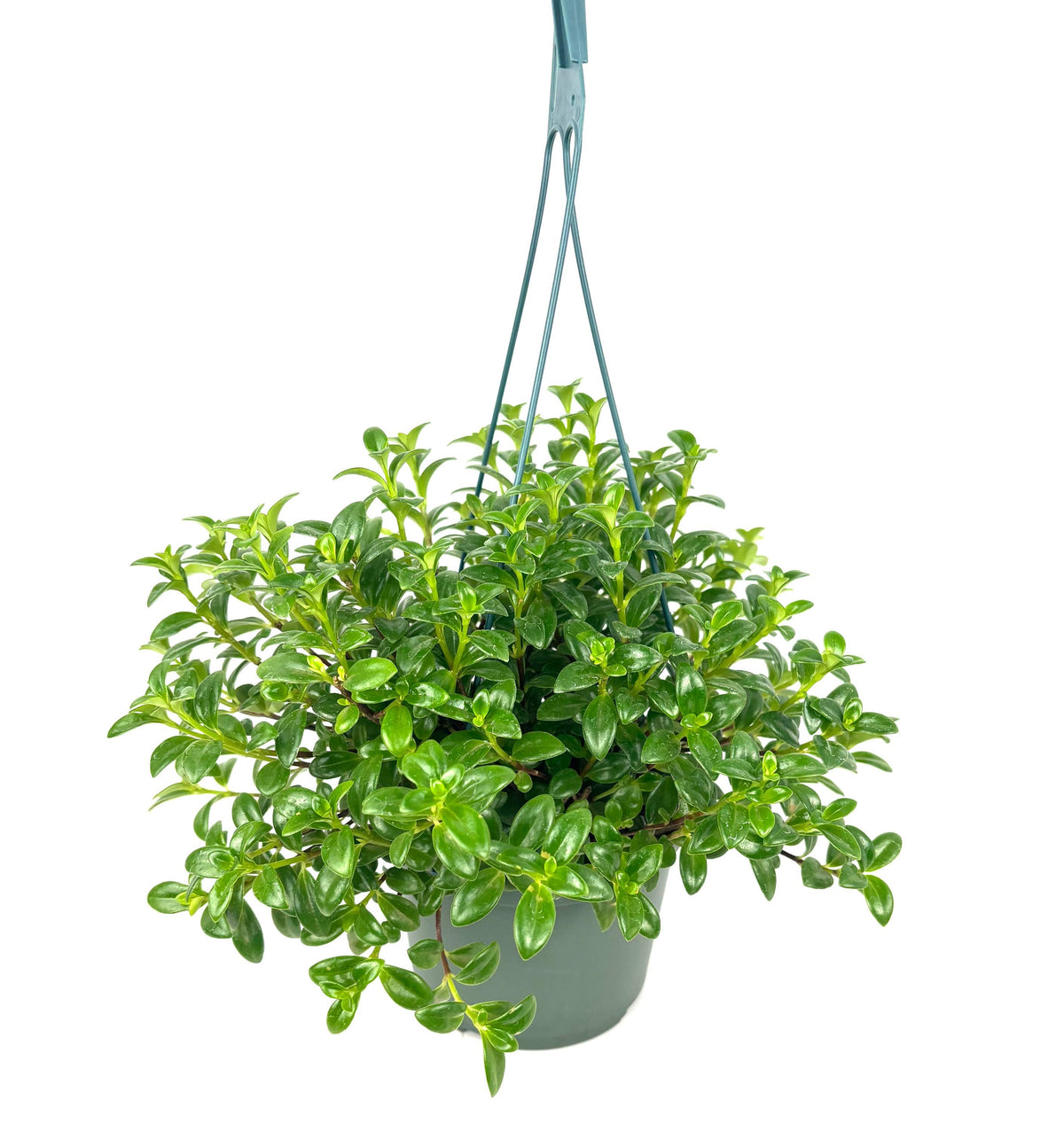 Nematanthus Candy Corn, 6-Inch Hanging Pot