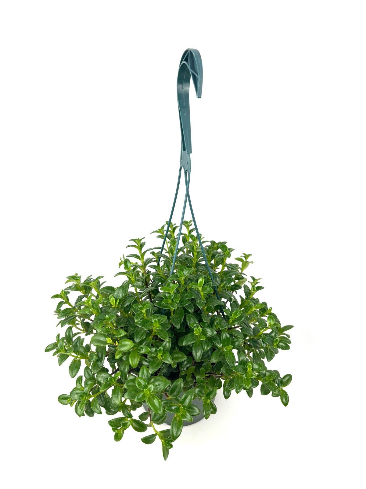 Nematanthus Candy Corn green plant, 6-Inch Hanging Pot