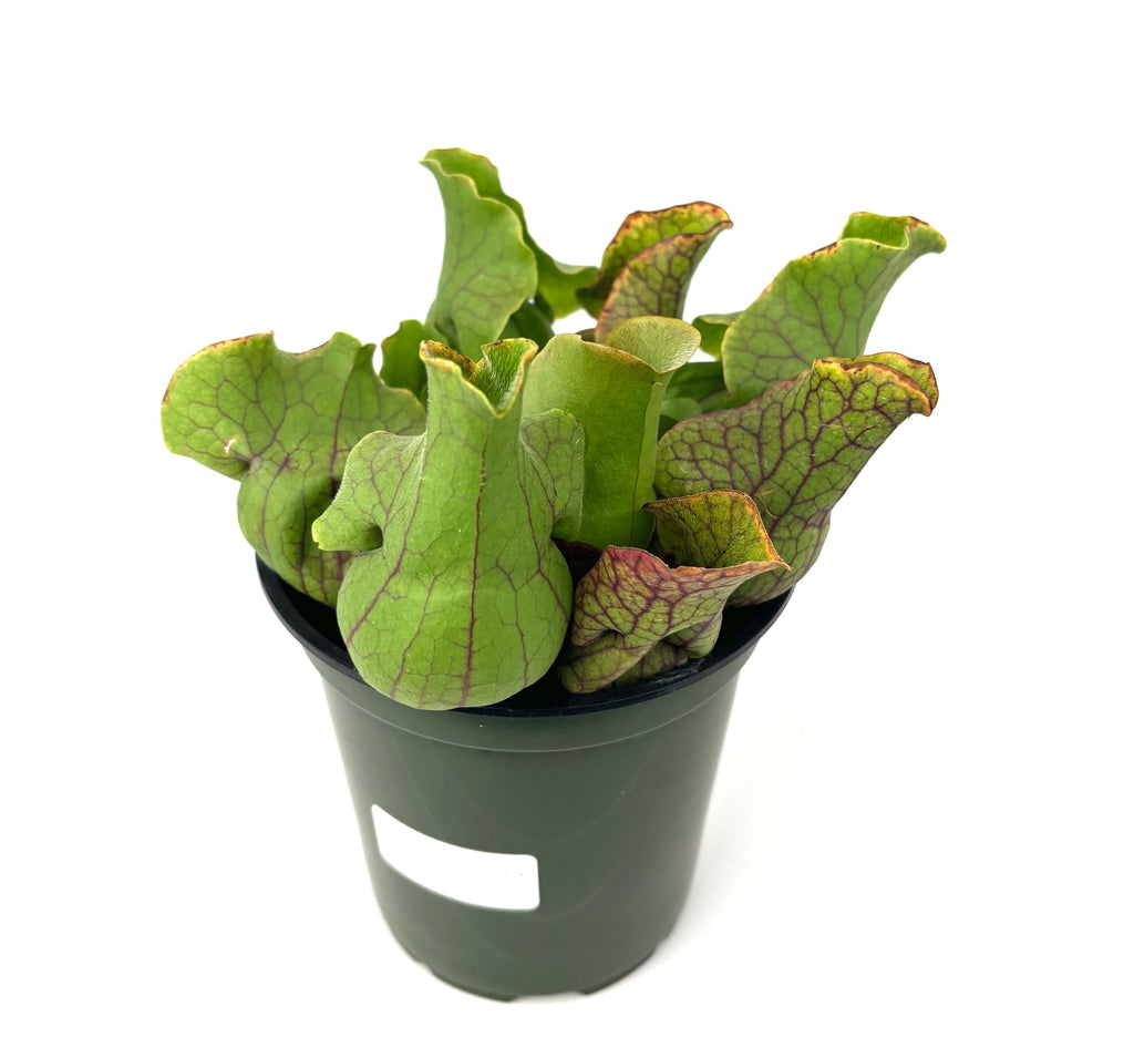 A small green pitcher plant in a dark green plastic nursery pot with a blank label, photographed on a clean white background.