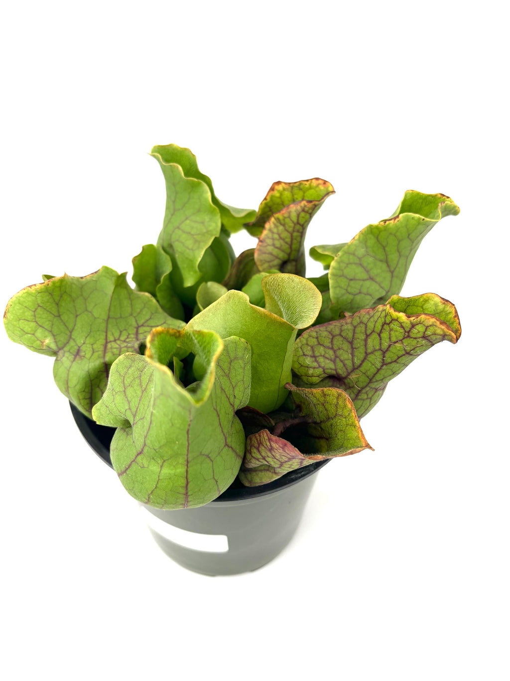 Pitcher plant on a white background