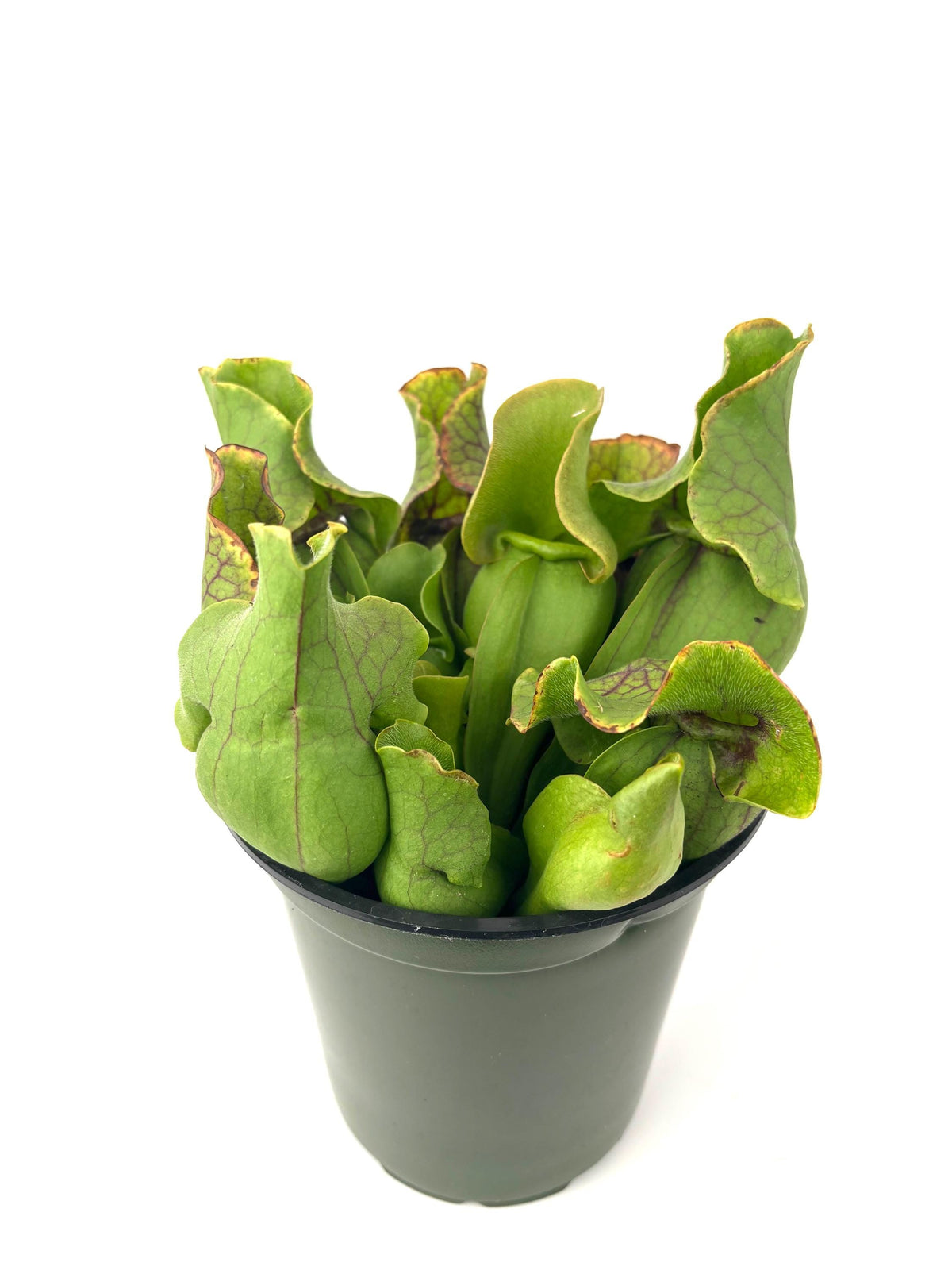 Front view of a pitcher plant on a white background