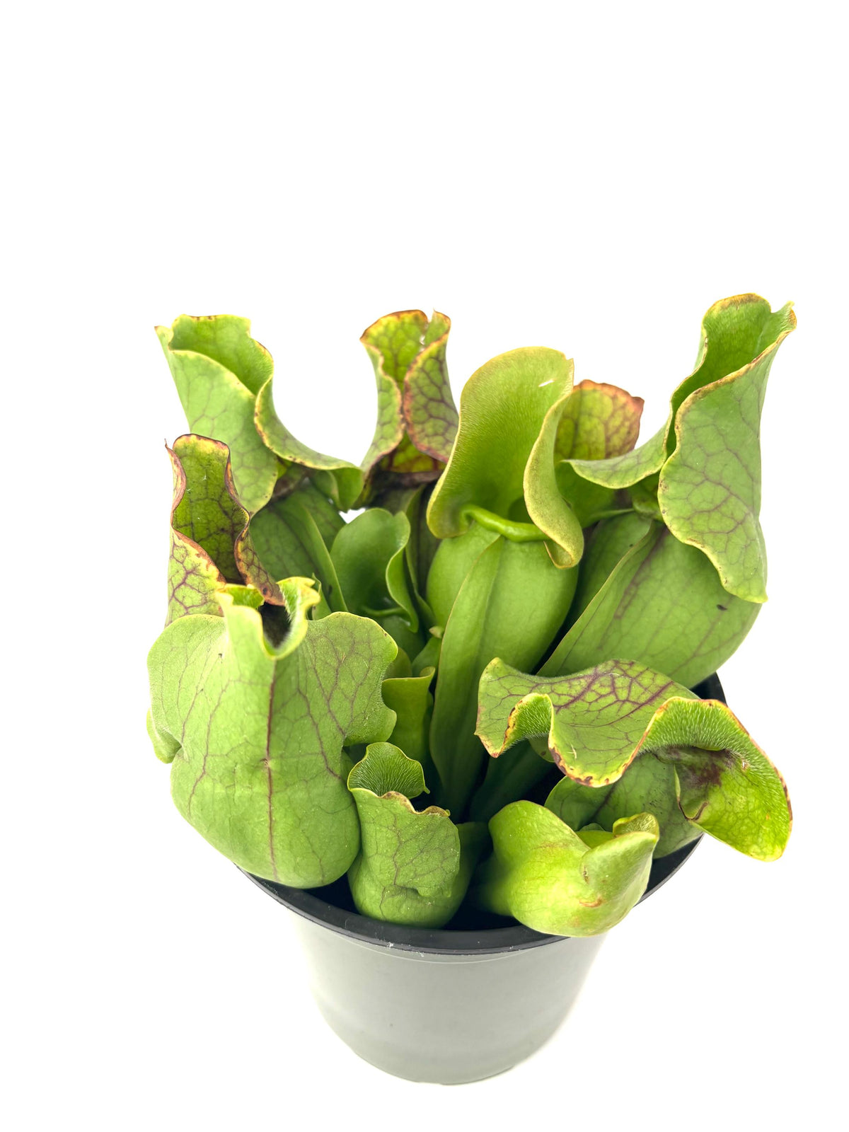 Top view of a pitcher plant on white background. 