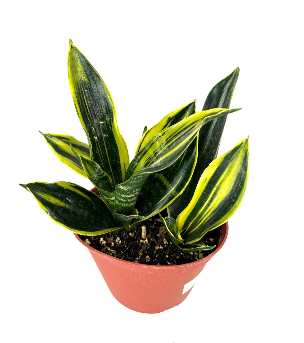 Gold Flame Snake Plant, 6-Inch Pot