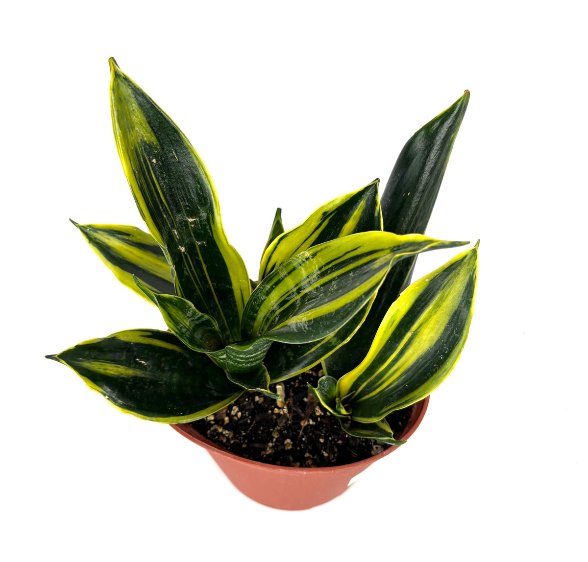 Gold Flame Snake Plant, 6-Inch Pot