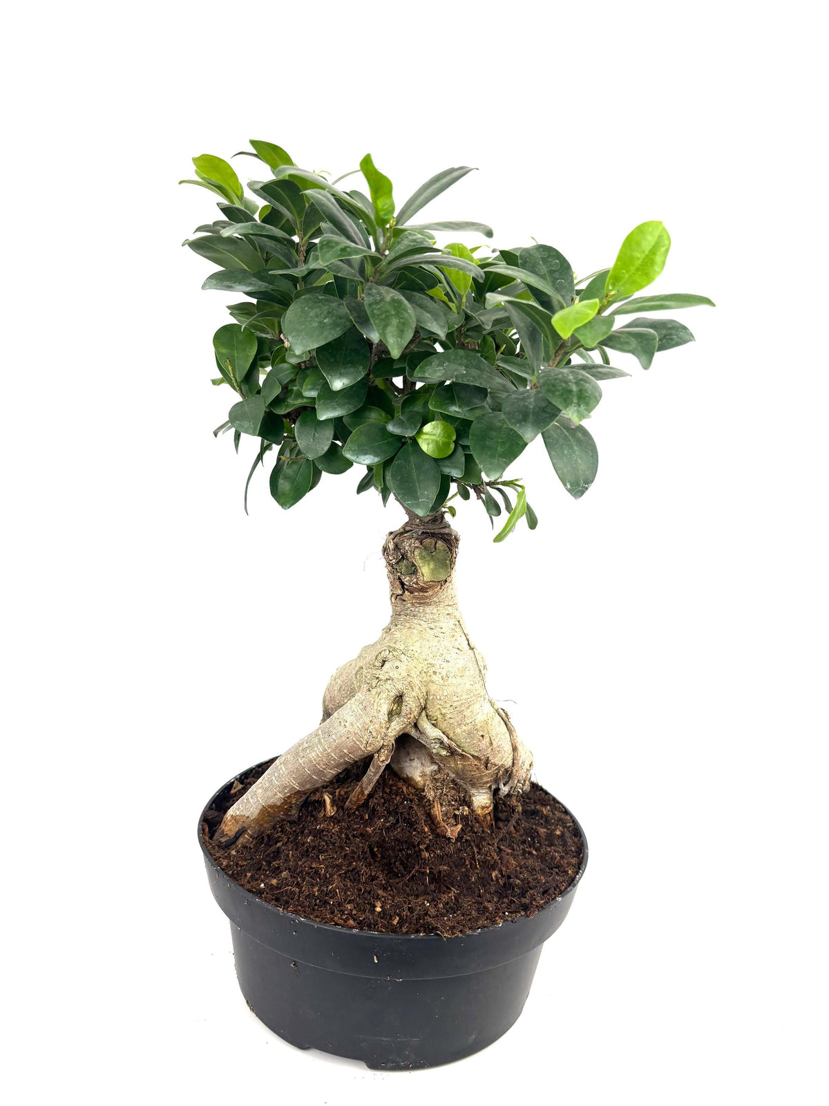 Ginseng Ficus Bonsai, 8-Inch Bonsai Pot