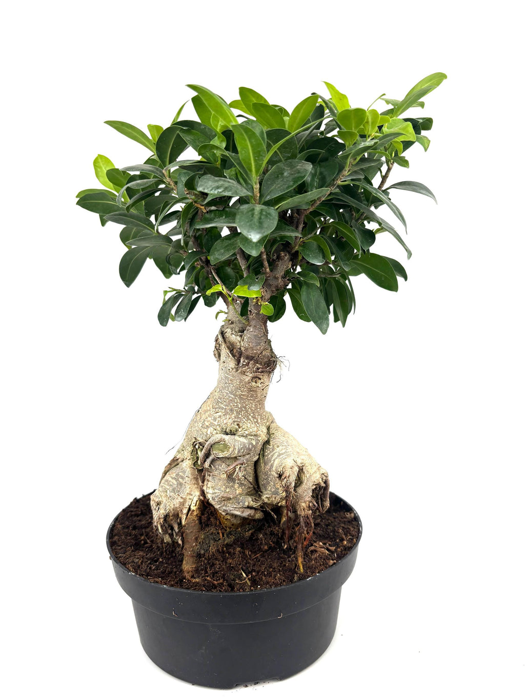 Ginseng Ficus Bonsai, 8-Inch Bonsai Pot