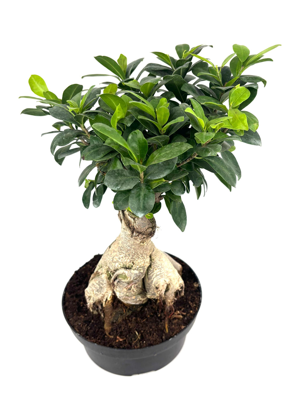 Ginseng Ficus Bonsai, 8-Inch Bonsai Pot