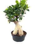 Ginseng Ficus Bonsai, 8-Inch Bonsai Pot