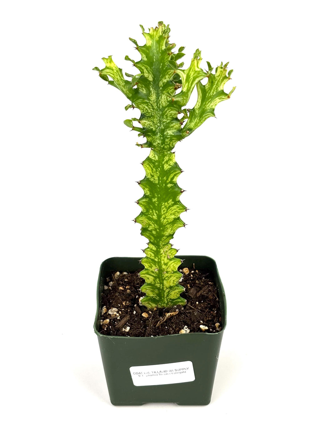 Variegated Euphorbia trigona, 5-Inch Pot
