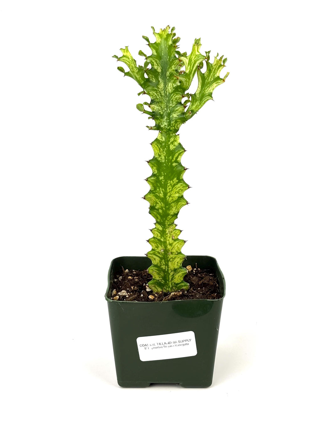 Variegated Euphorbia trigona, 5-Inch Pot