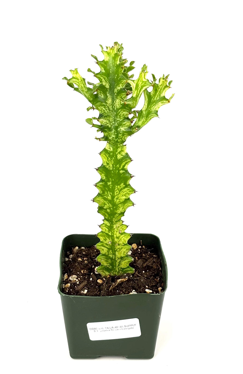 Variegated Euphorbia trigona, 5-Inch Pot
