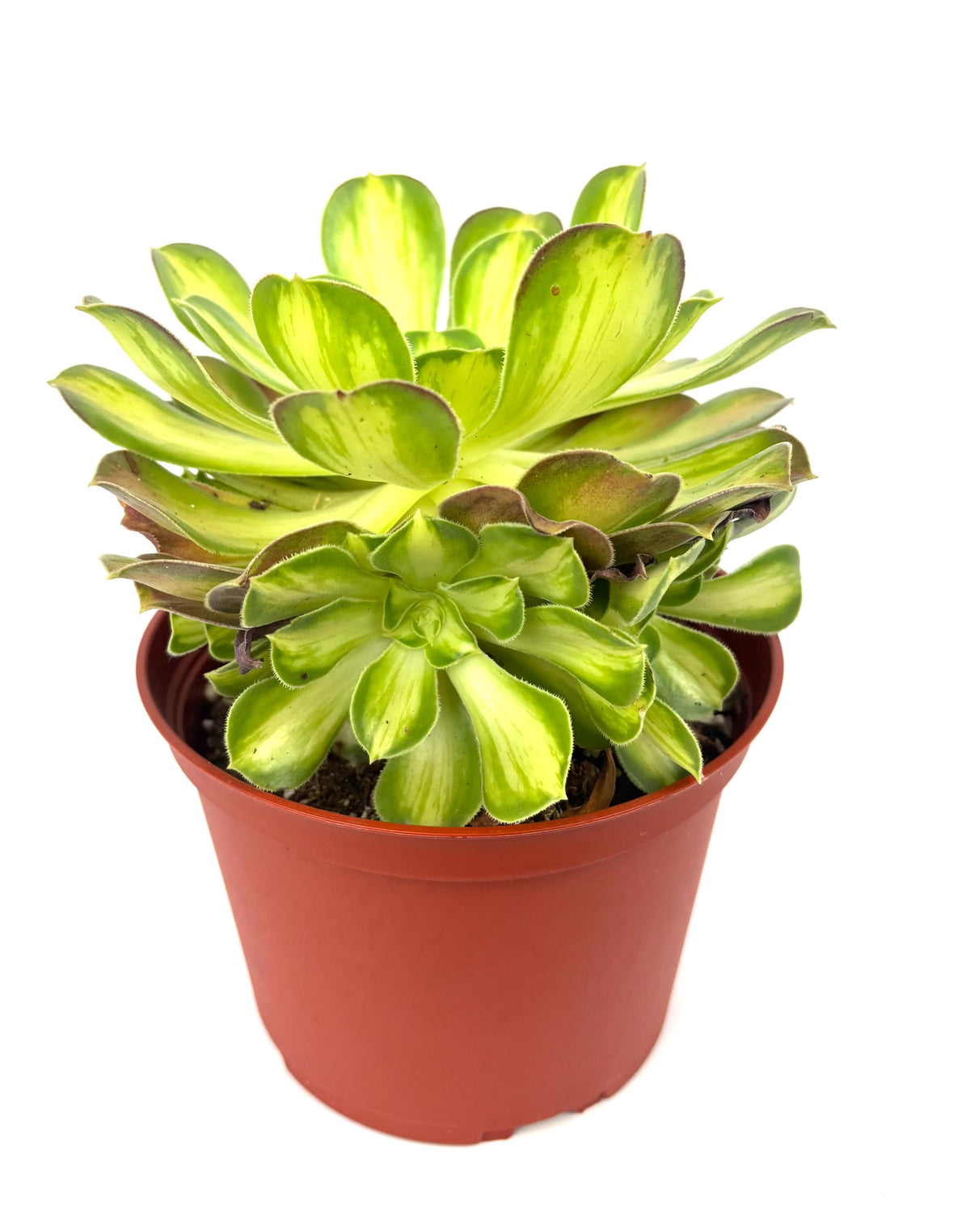 Aeonium Lemon Lime, 6-Inch Pot