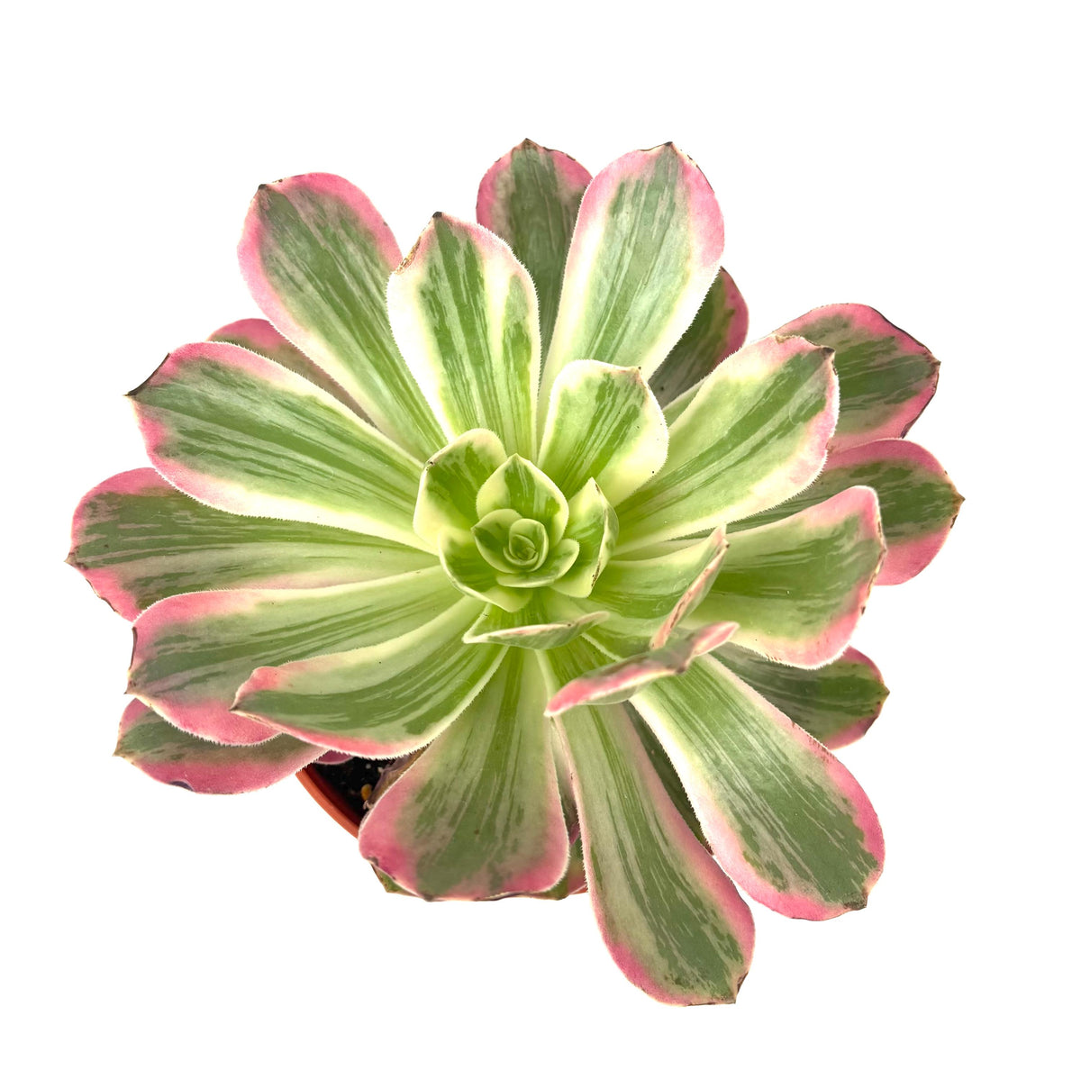 Aeonium Pink Witch, 6-Inch Pot