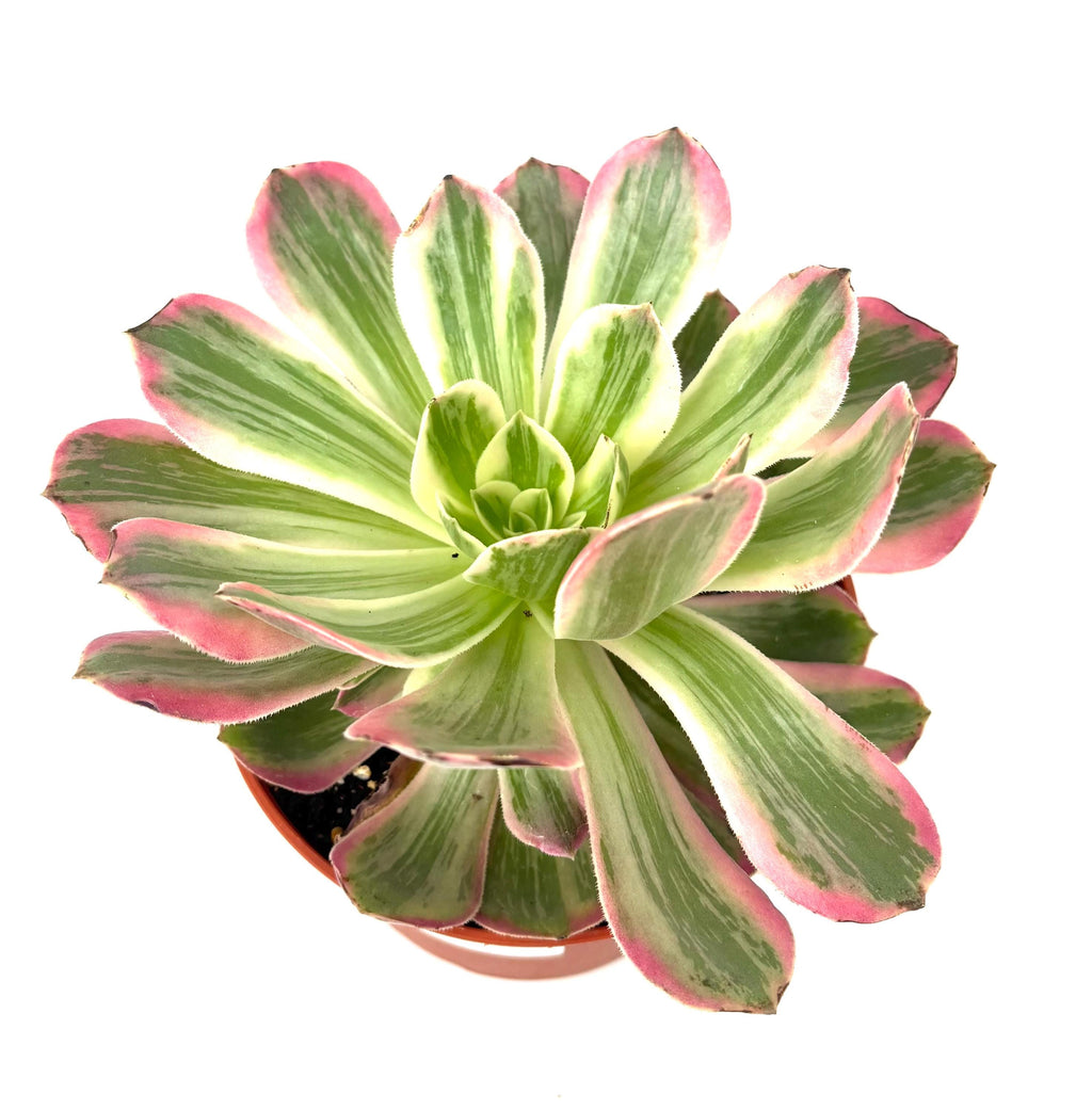 Aeonium Pink Witch, 6-Inch Pot
