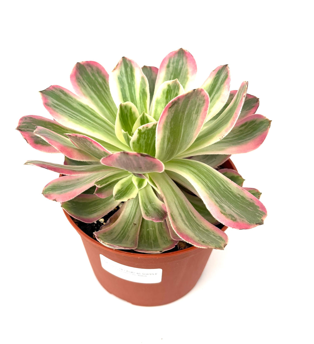 Aeonium Pink Witch, 6-Inch Pot