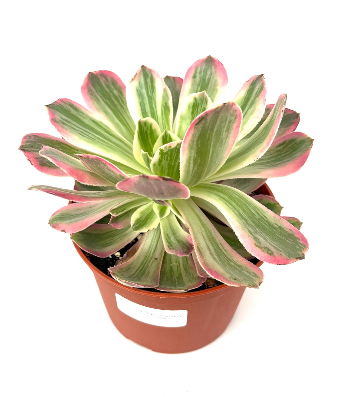 Aeonium Pink Witch, 6-Inch Pot