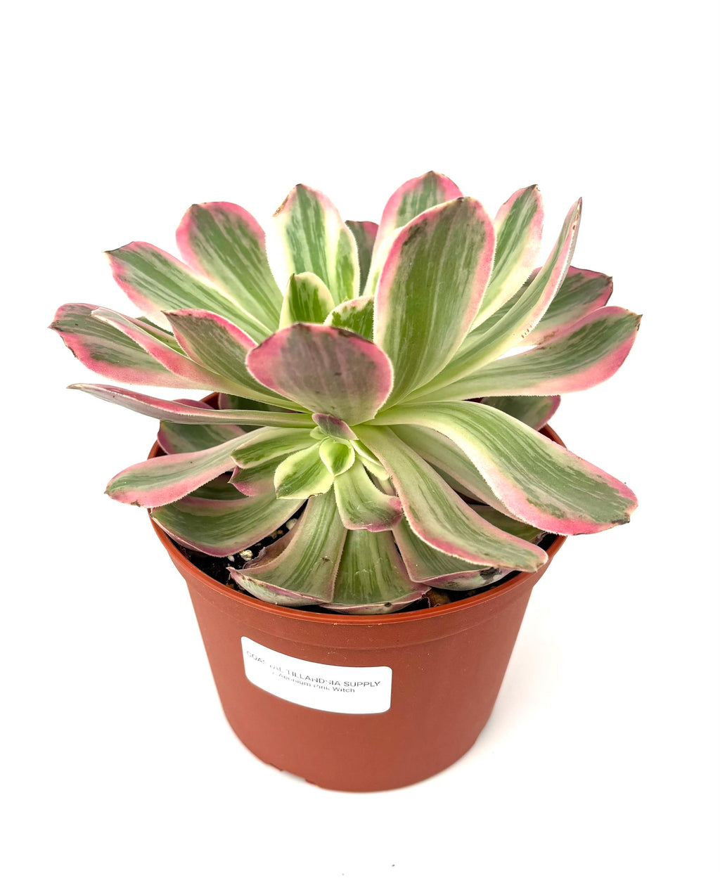 Aeonium Pink Witch, 6-Inch Pot