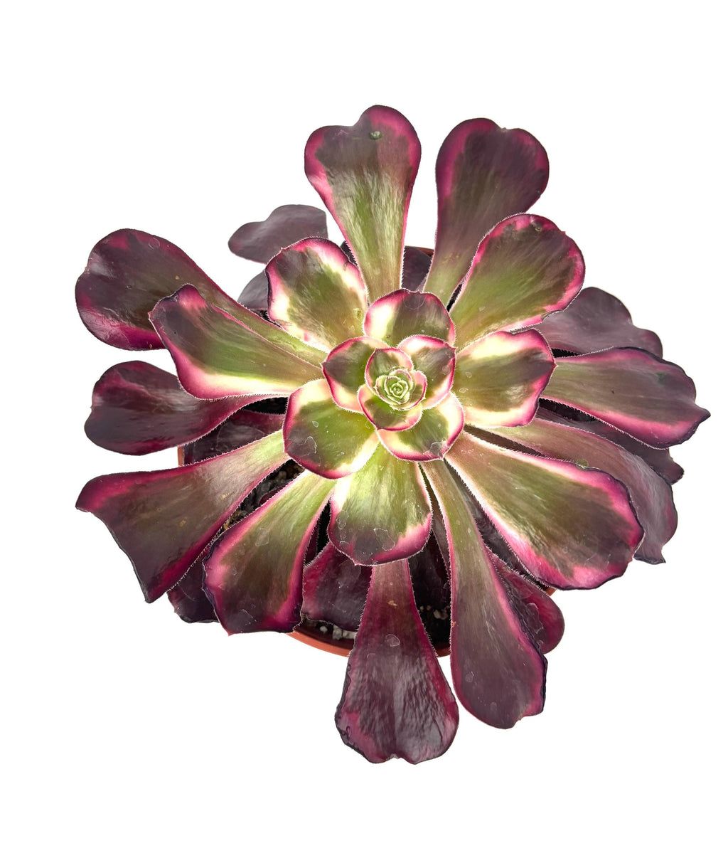 Aeonium Medusa Large Succulents, 6" Pot.
