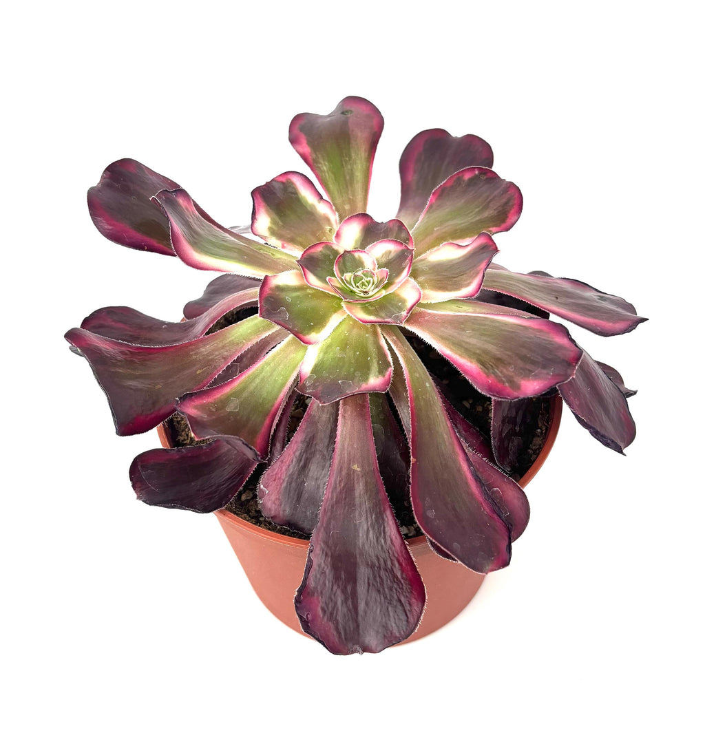 Aeonium Medusa Large Succulents, 6" Pot.
