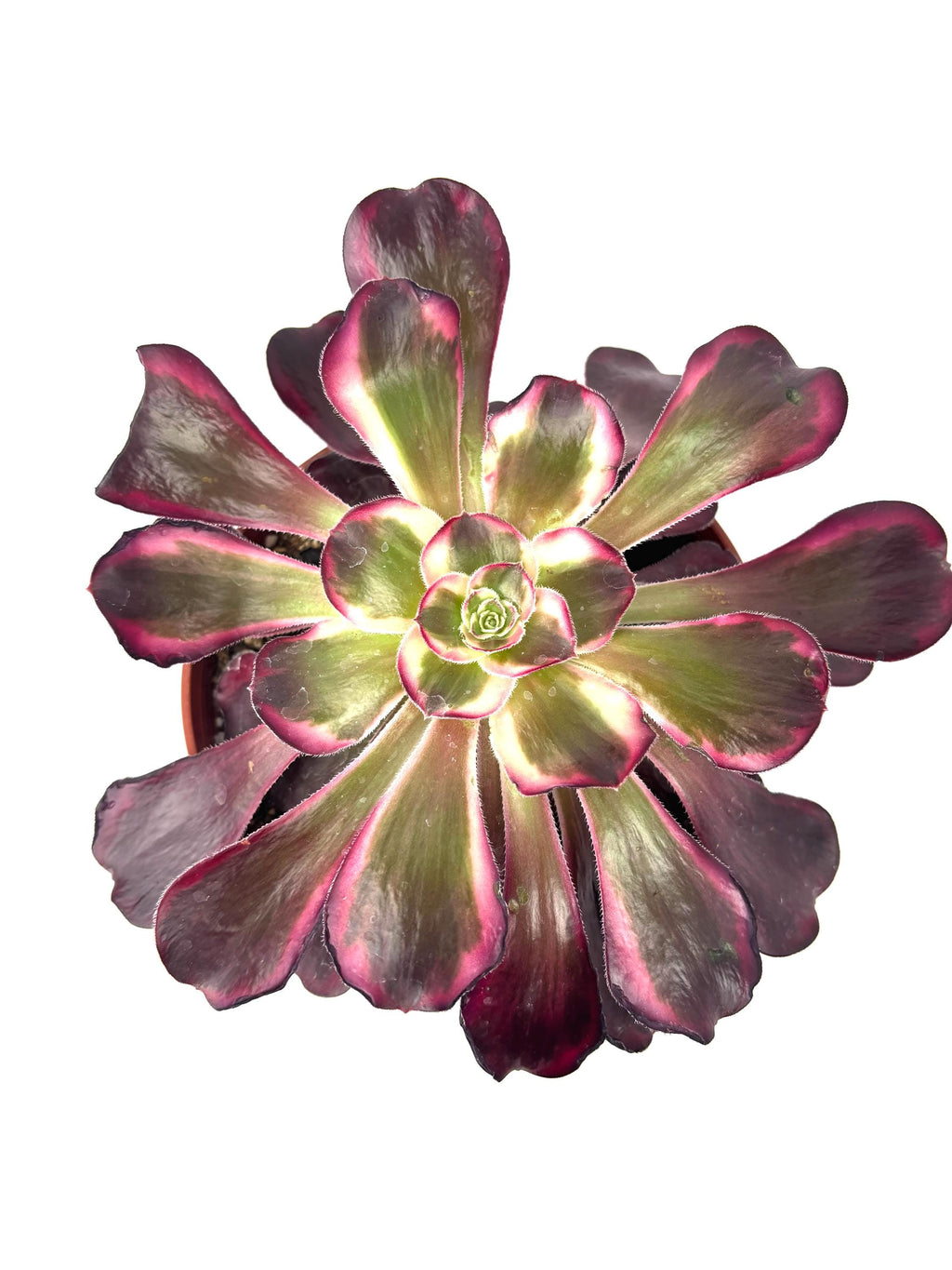 Aeonium Medusa Large Succulents, 6" Pot.