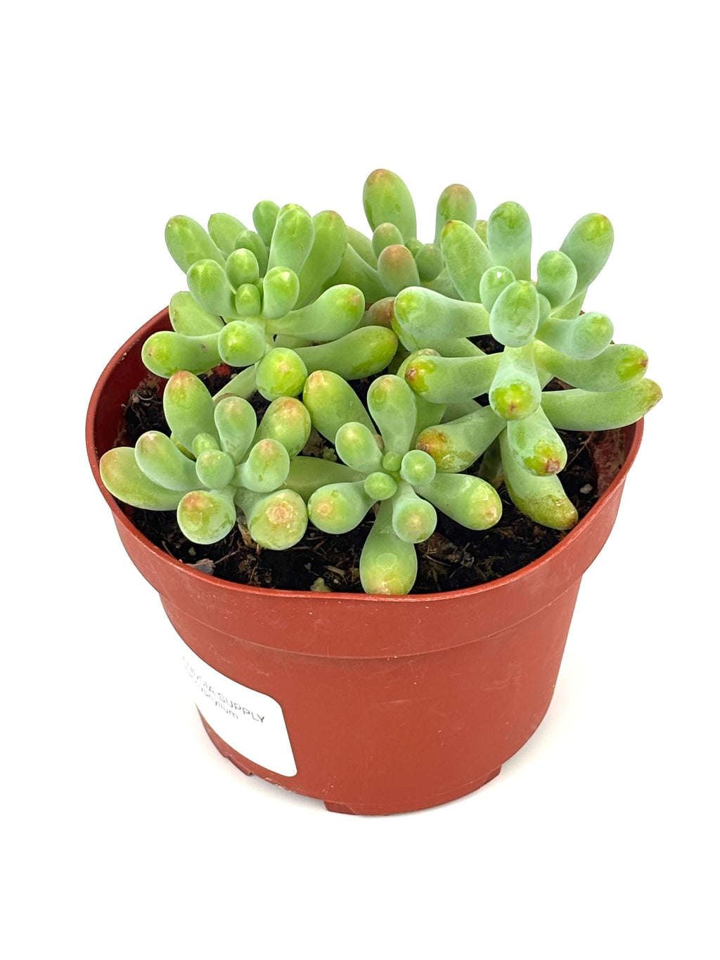 Pink Jellybean Sedum pachyphyllum