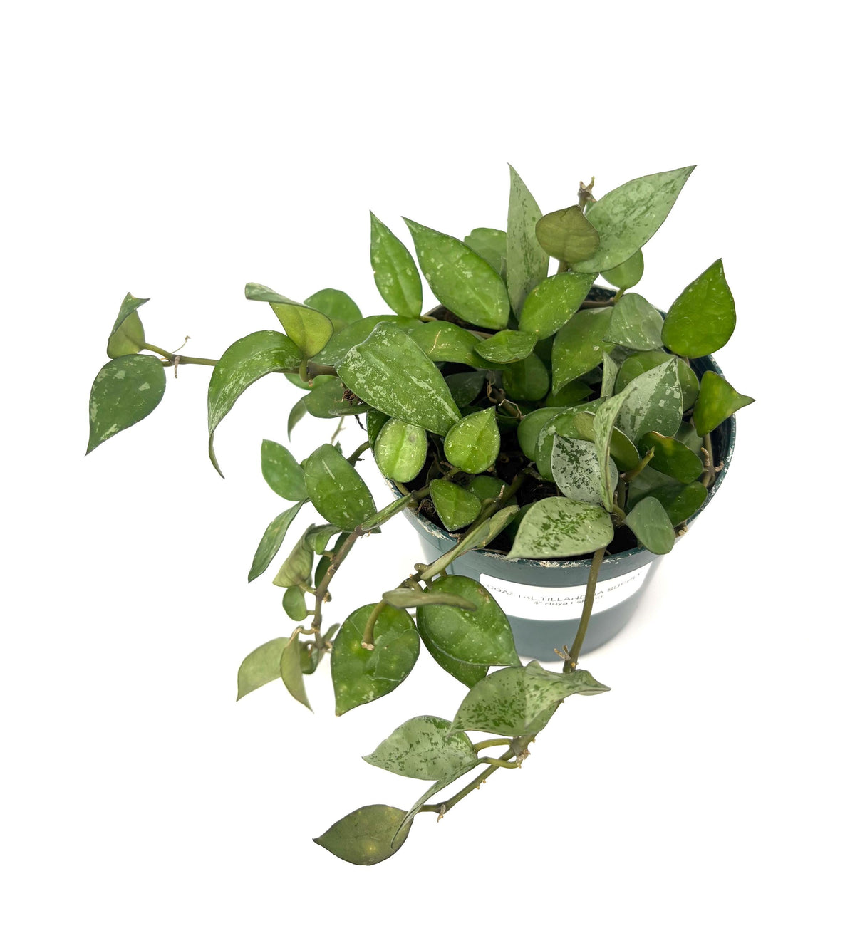Hoya Eskimo, 4-Inch Pot
