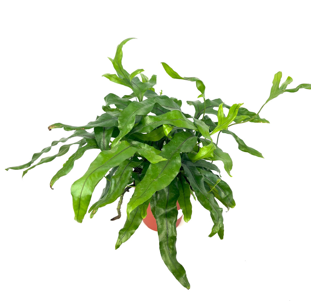 Kangaroo Paw Fern, 4-Inch Pot