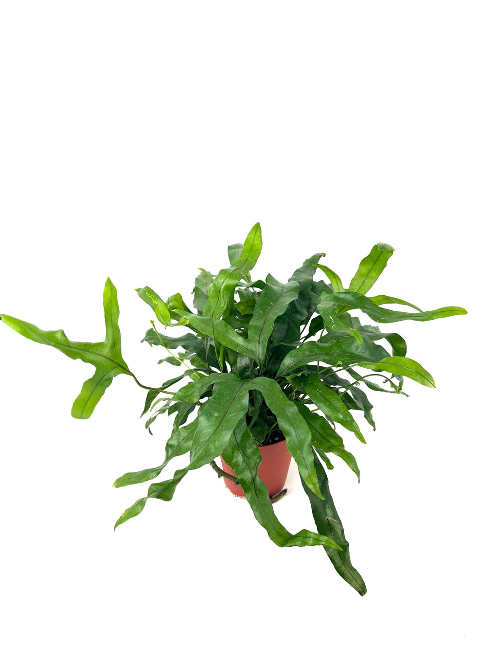 Kangaroo Paw Fern, 4-Inch Pot