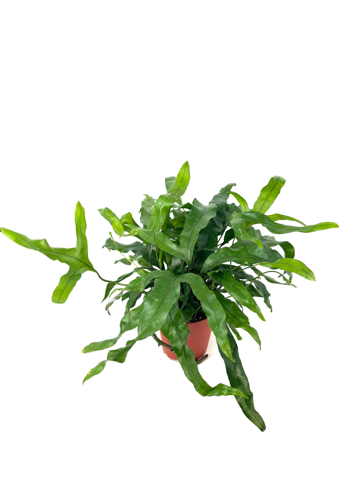 Kangaroo Paw Fern, 4-Inch Pot