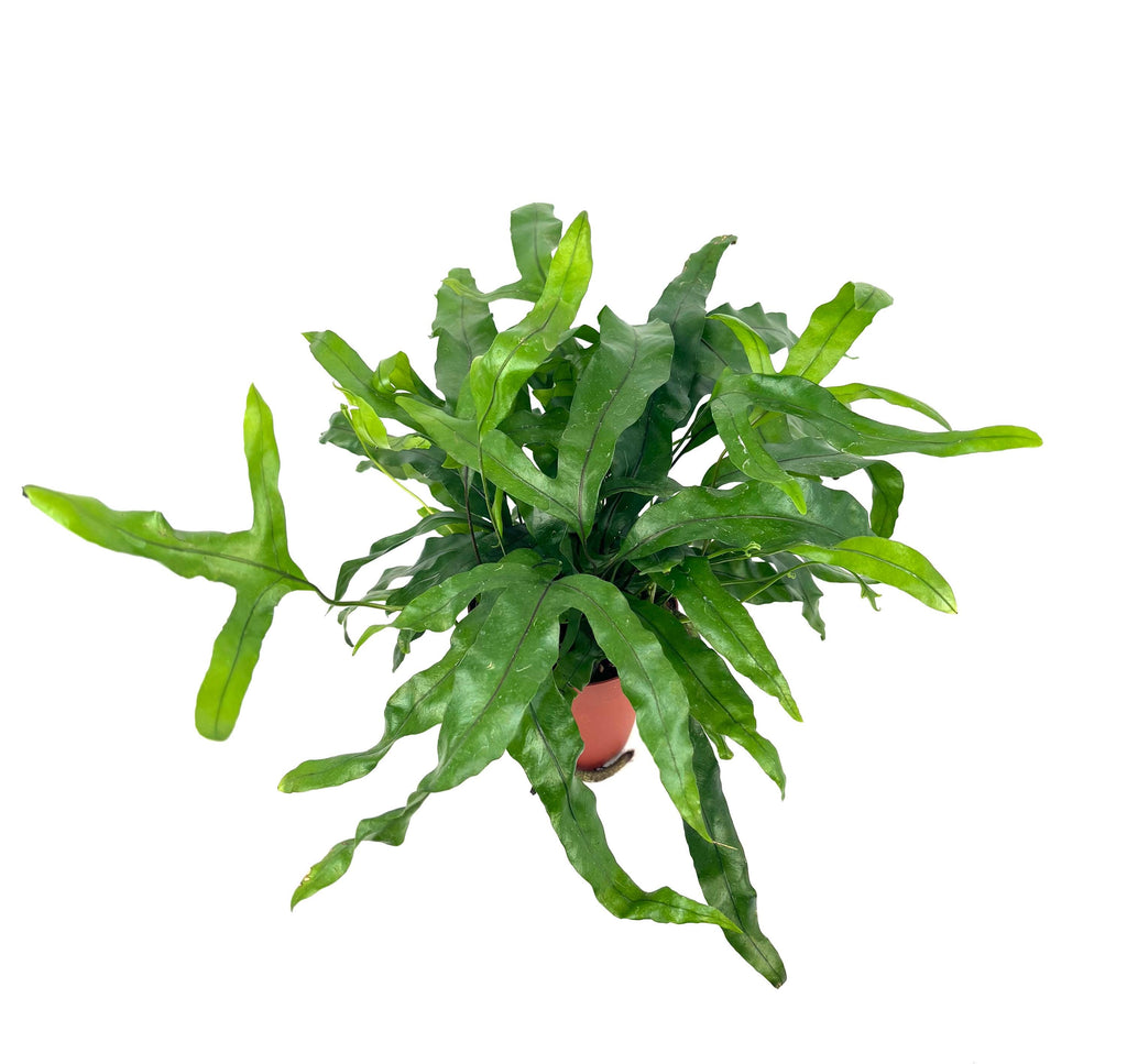 Kangaroo Paw Fern, 4-Inch Pot