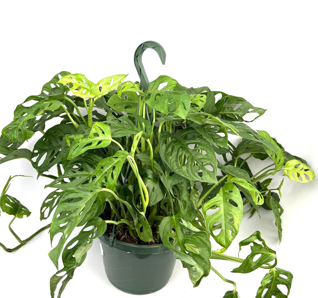 Jumbo Specimen Swiss Cheese Plant Philodendron Adansonii 2FT, 8” Hanging Pot