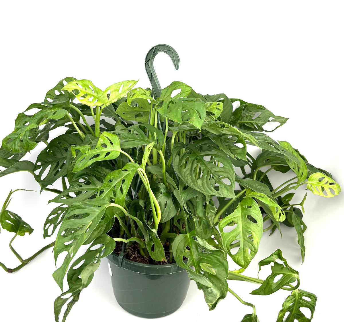 Jumbo Specimen Swiss Cheese Plant Philodendron Adansonii 2FT, 8” Hanging Pot