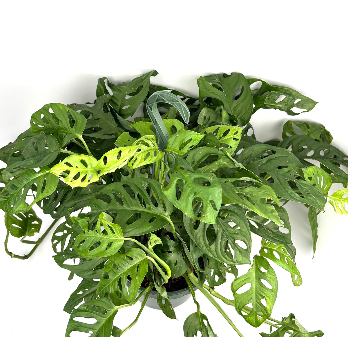Jumbo Specimen Swiss Cheese Plant Philodendron Adansonii 2FT, 8” Hanging Pot