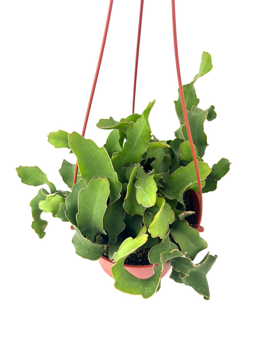 Epiphyllum Guatemalense Monstrose, 6-Inch Hanging Pot