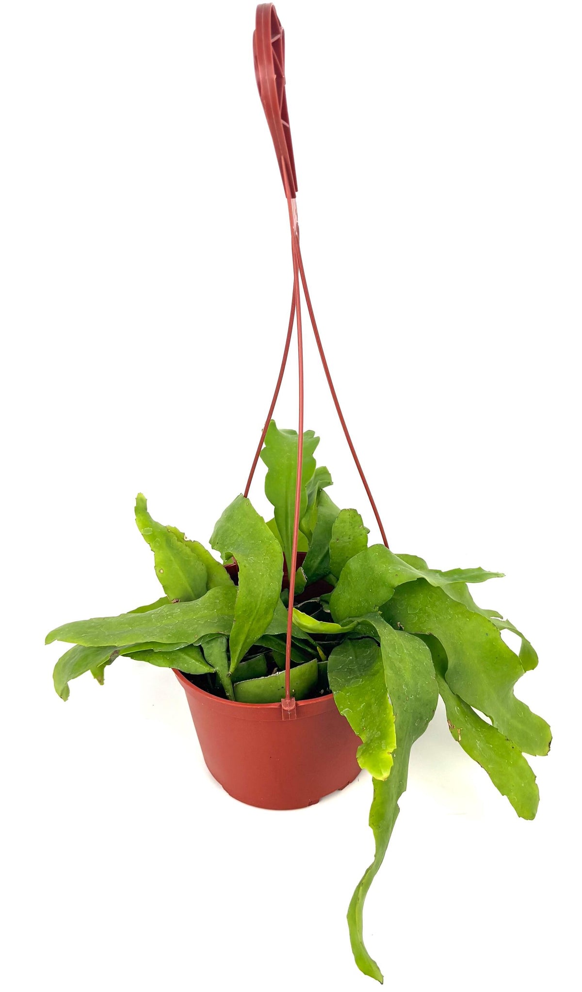 Queen of the Night Epiphyllum oxypetalum, 6-Inch Hanging Pot